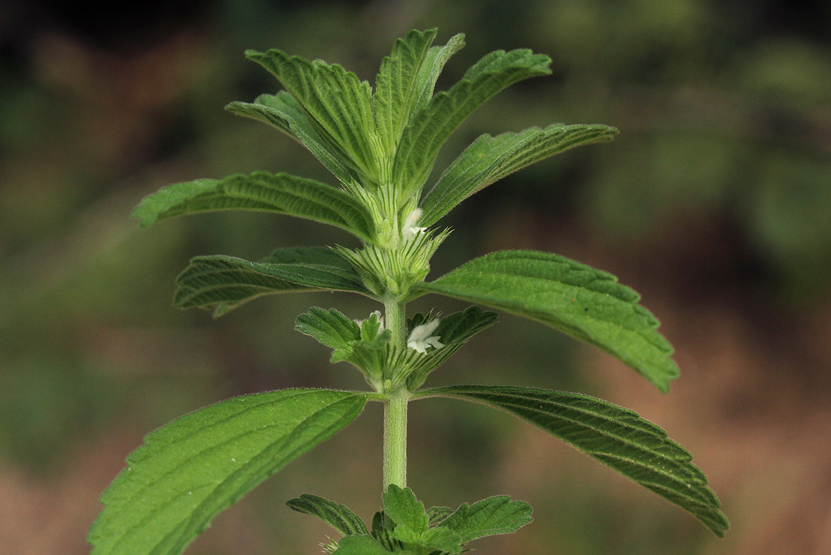 Leucas neuflizeana var. neuflizeana