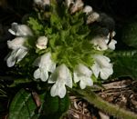 Leucas nyassae var. nyassae
