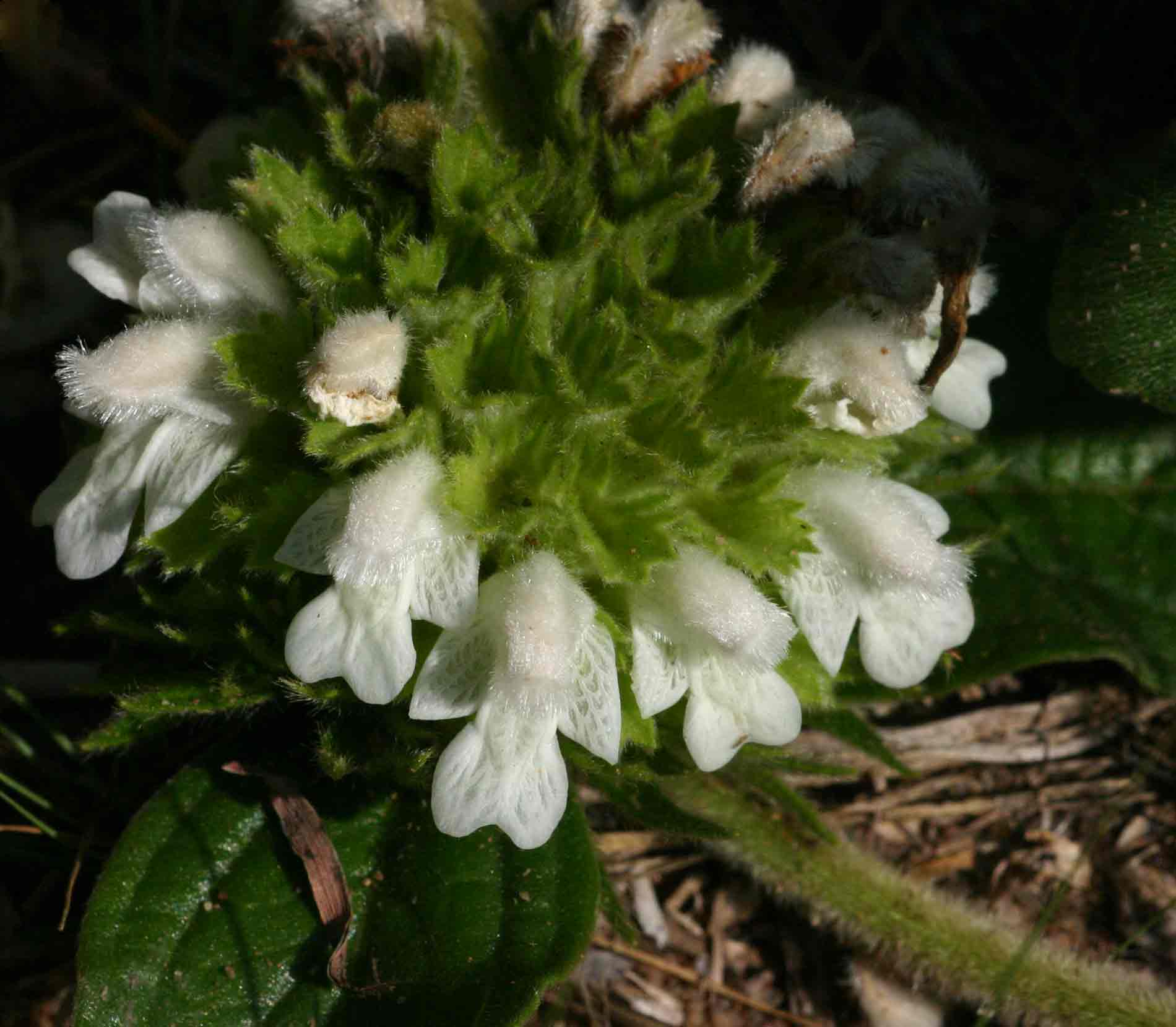 Leucas nyassae var. nyassae