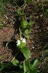 Leucas nyassae var. nyassae