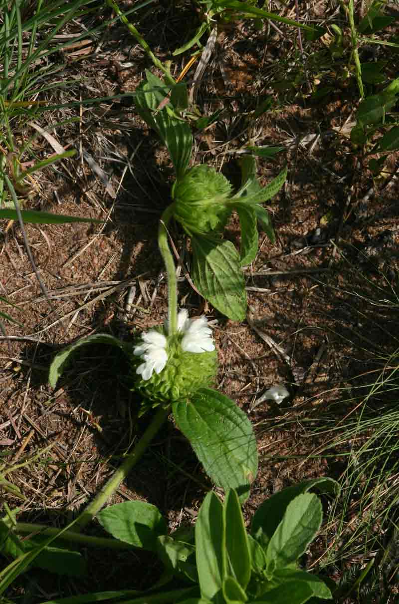Leucas nyassae var. nyassae
