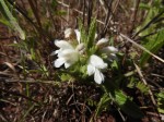 Leucas nyassae var. nyassae