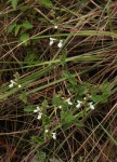 Stachys aethiopica