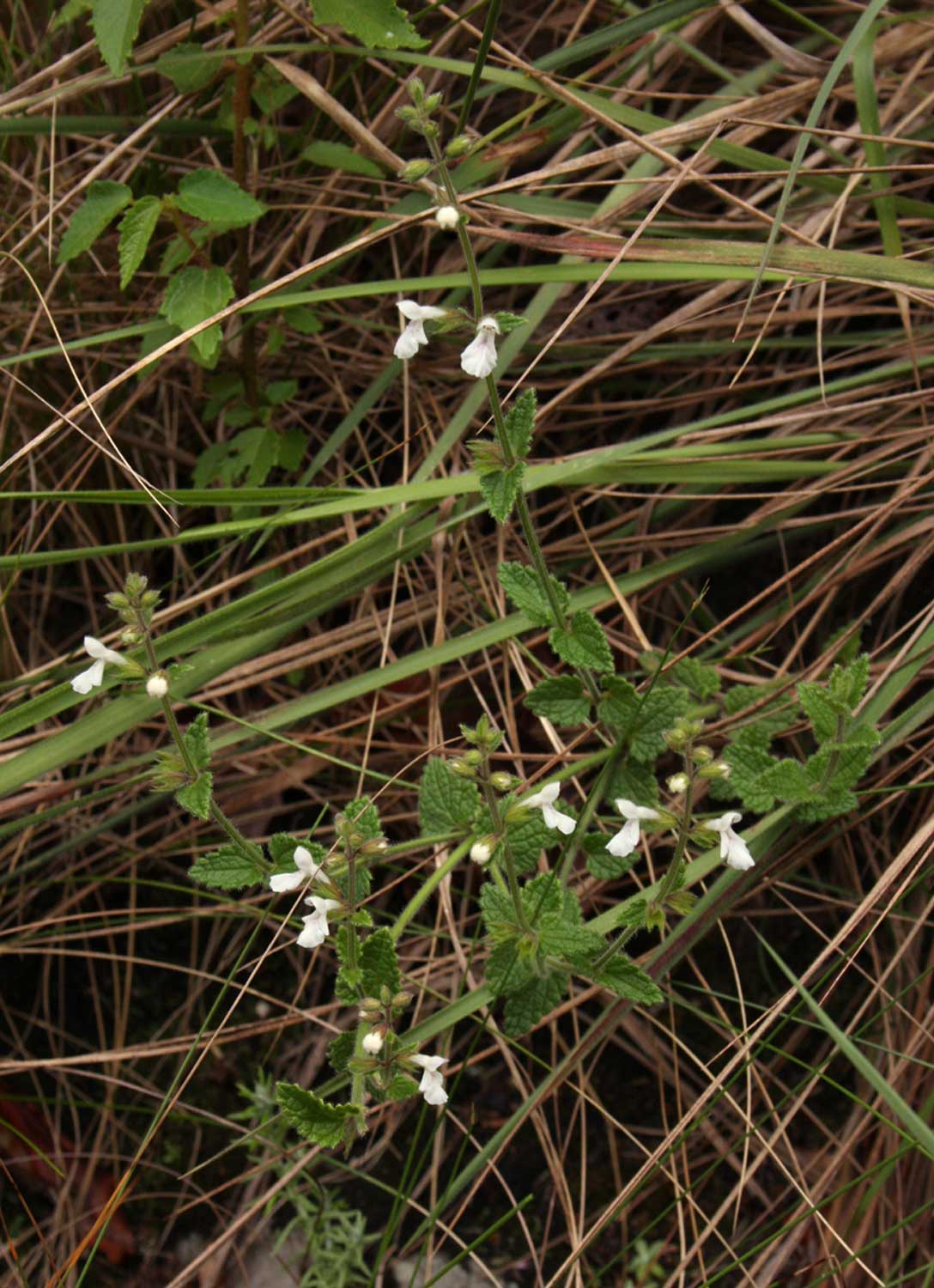Stachys aethiopica