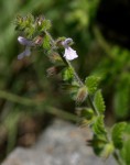 Stachys aethiopica