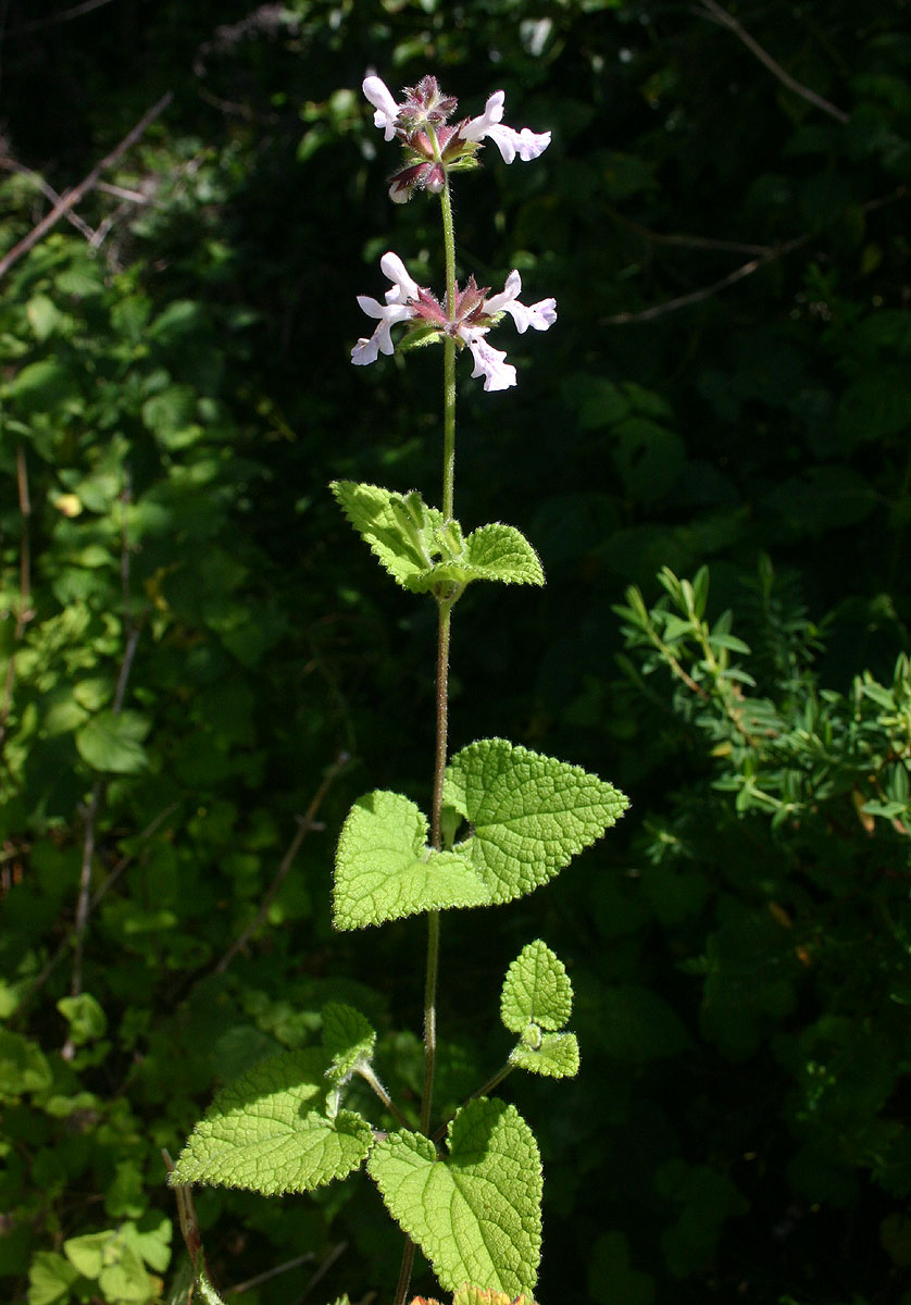 Stachys aethiopica