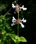 Stachys aethiopica