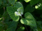 Stachys aethiopica