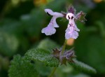 Stachys aethiopica