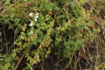 Stachys aethiopica