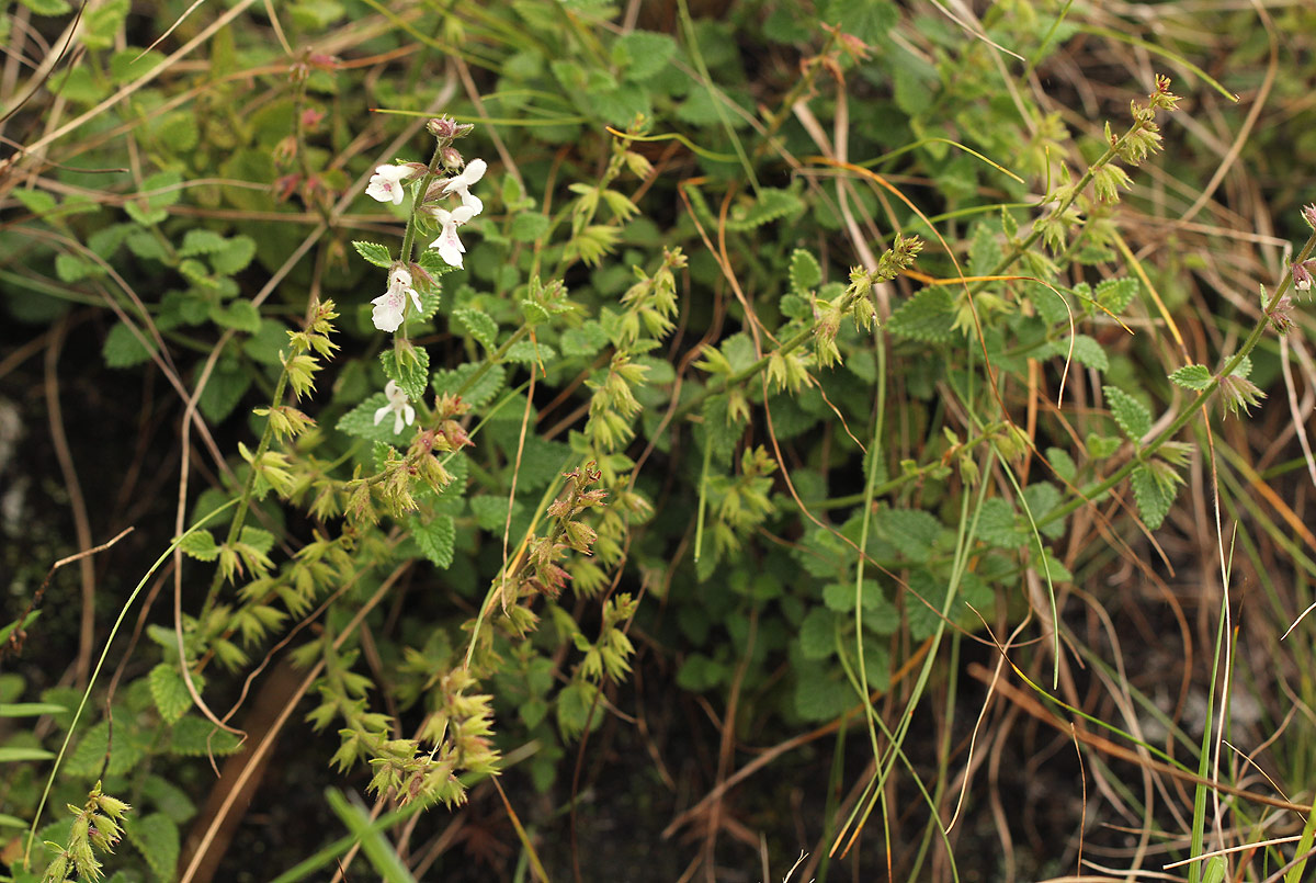 Stachys aethiopica