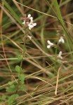 Stachys aethiopica