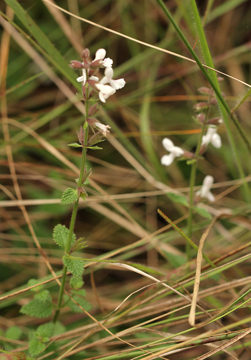 Stachys aethiopica