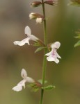 Stachys aethiopica