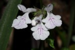Stachys aethiopica