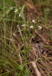 Stachys aethiopica