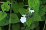 Stachys aethiopica