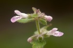 Stachys aethiopica