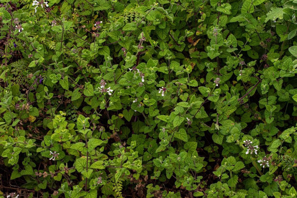 Stachys aethiopica
