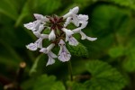 Stachys aethiopica