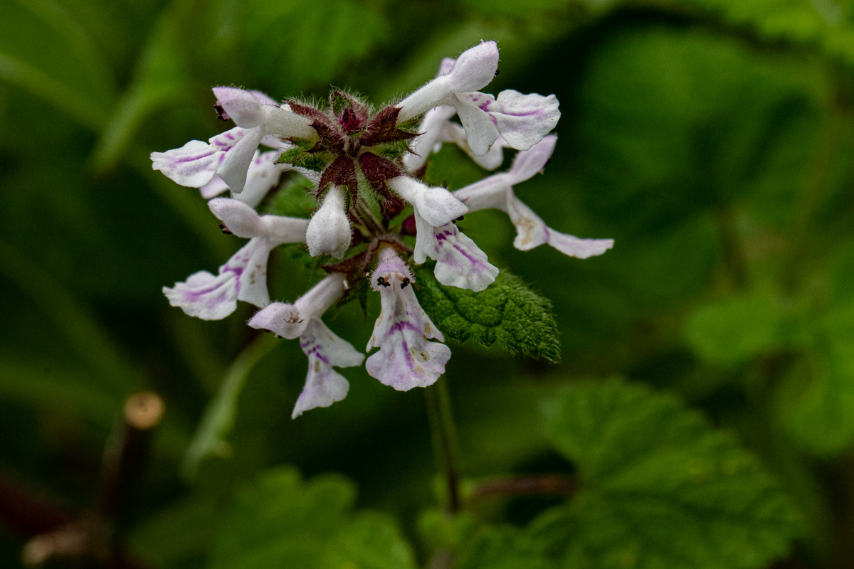 Stachys aethiopica