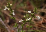Stachys aethiopica