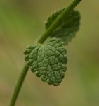 Stachys aethiopica
