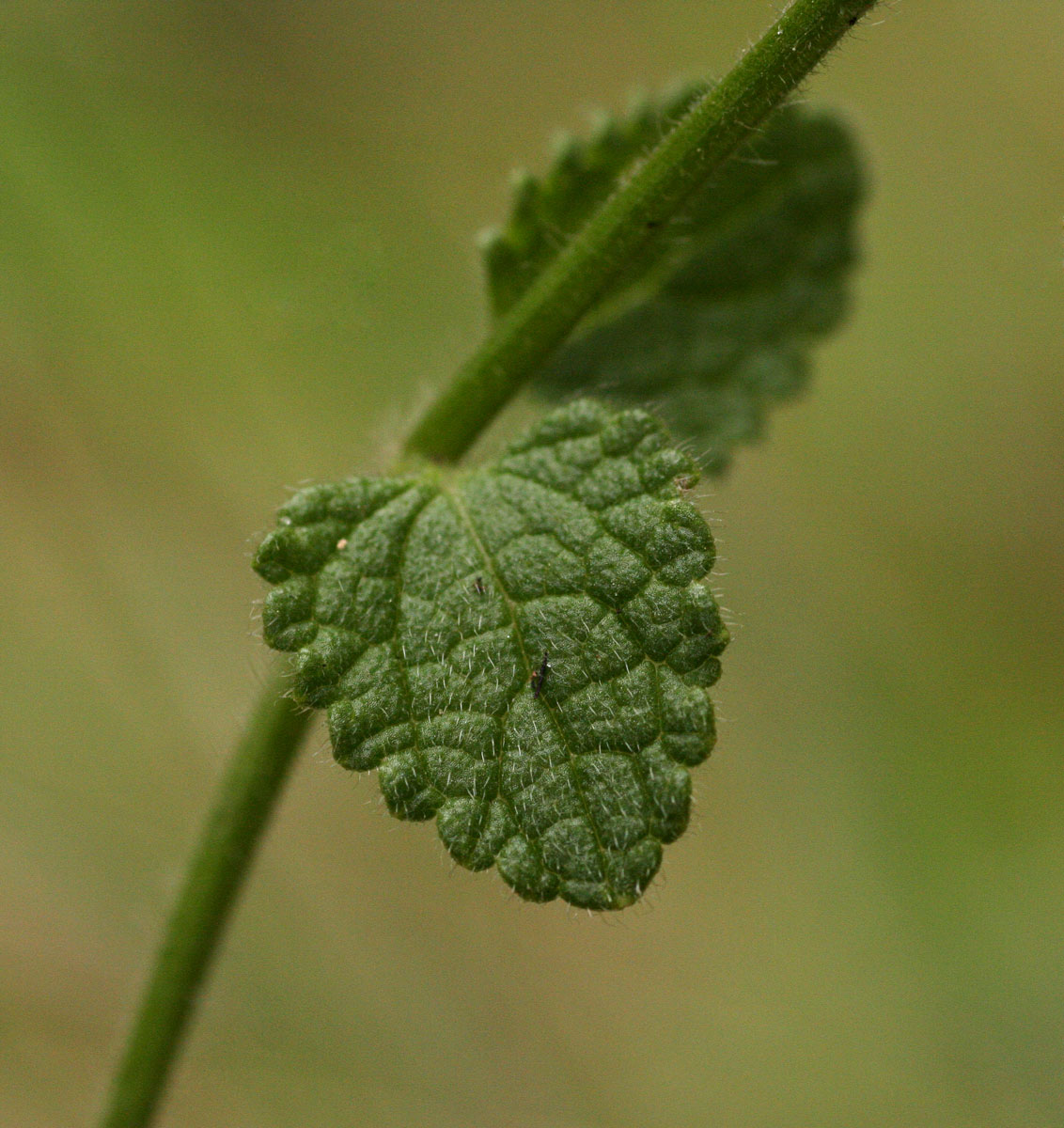 Stachys aethiopica