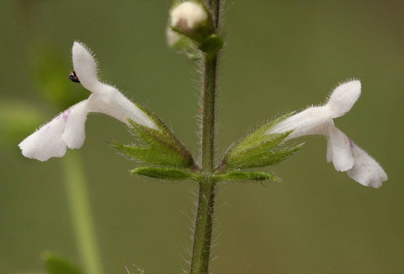Stachys aethiopica