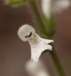 Stachys aethiopica