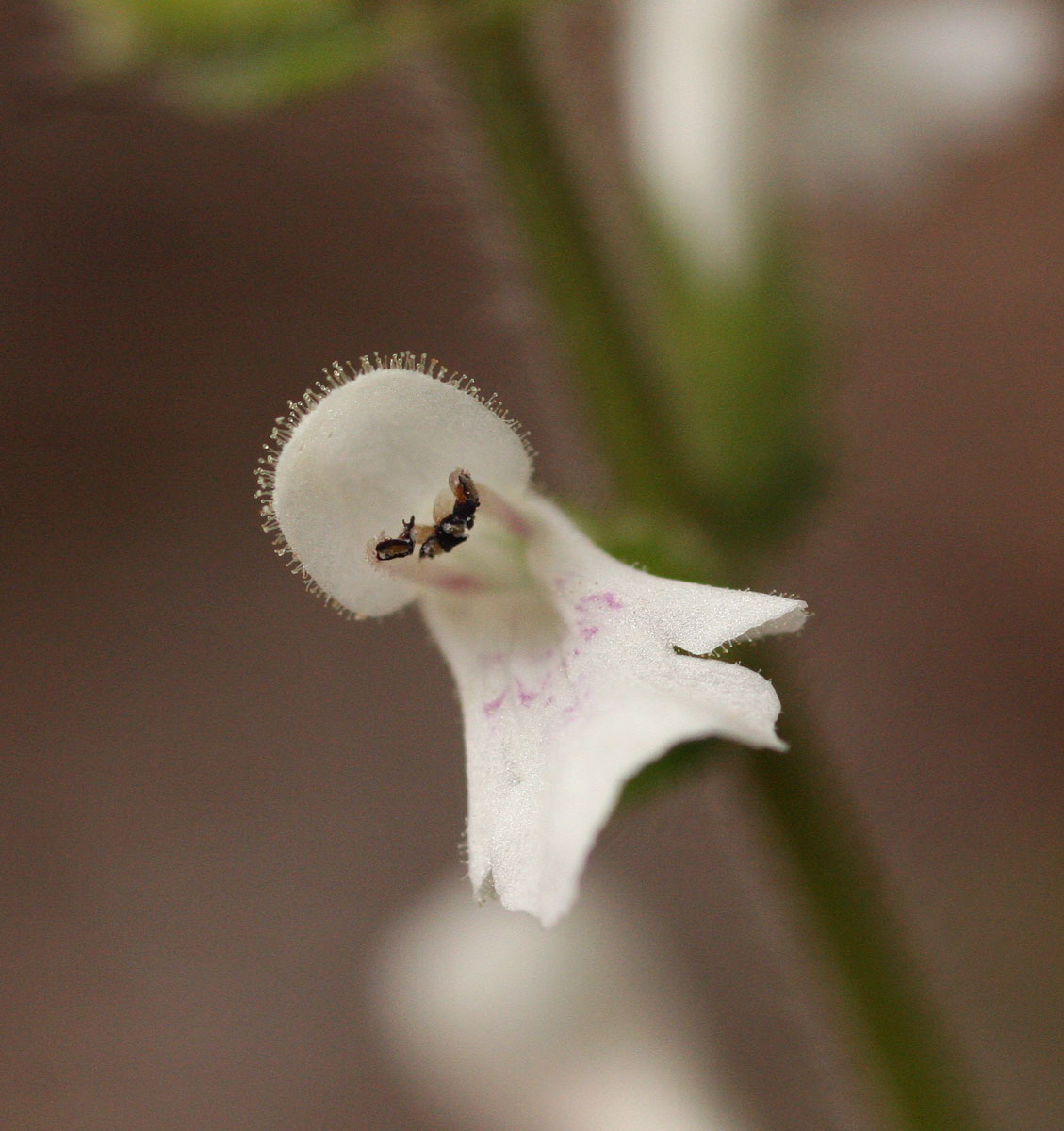 Stachys aethiopica