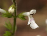 Stachys aethiopica