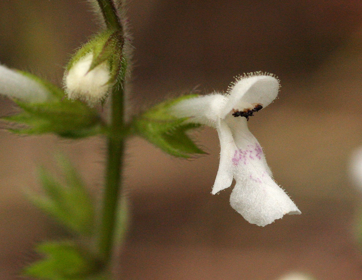 Stachys aethiopica