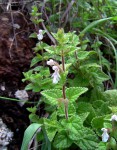 Stachys aethiopica