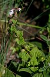 Stachys natalensis var. natalensis