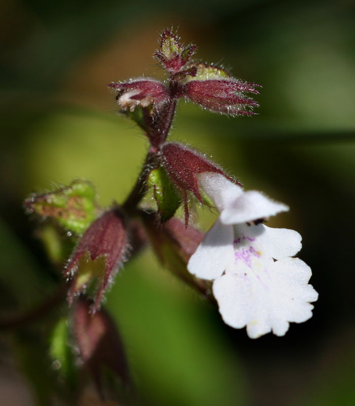 Stachys natalensis var. natalensis