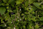 Stachys natalensis var. natalensis