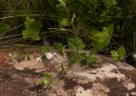 Stachys natalensis var. natalensis