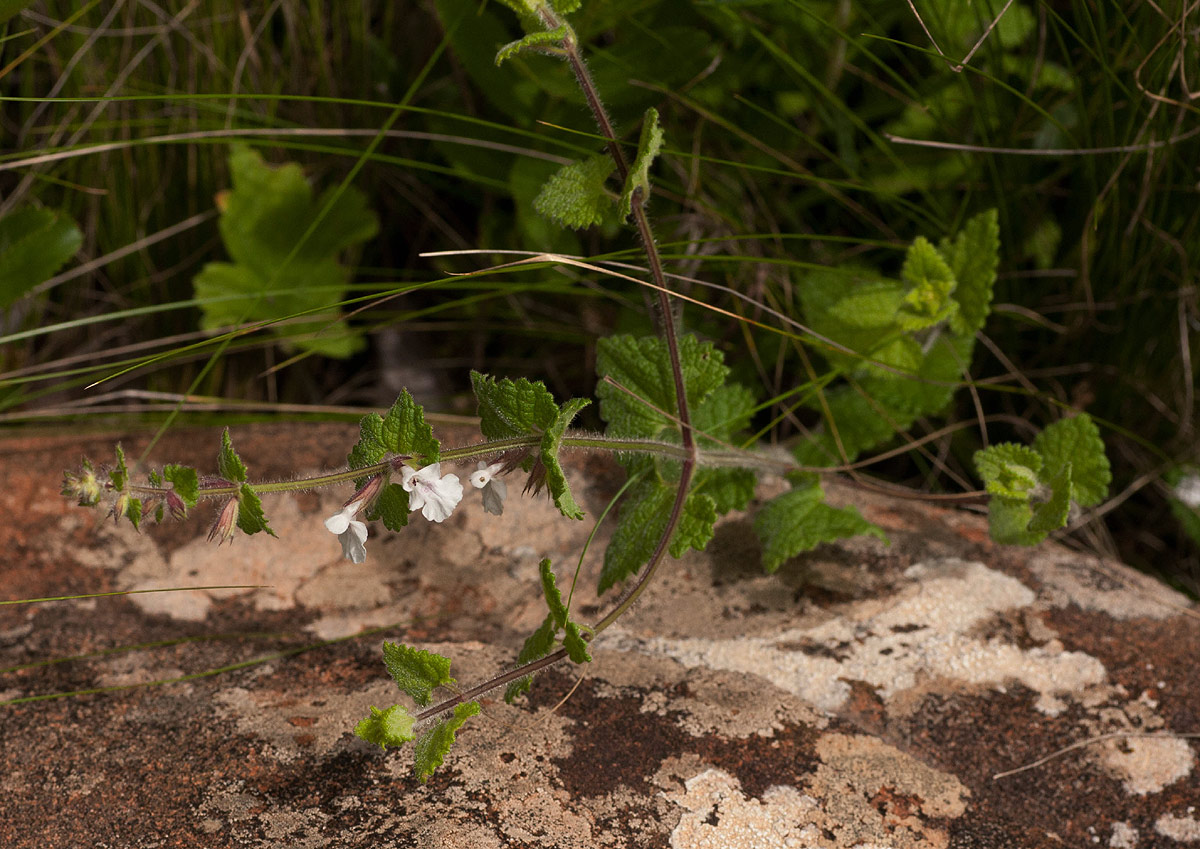 Stachys natalensis var. natalensis