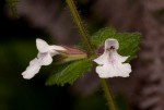 Stachys natalensis var. natalensis