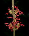 Achyrospermum carvalhoi var. carvalhoi