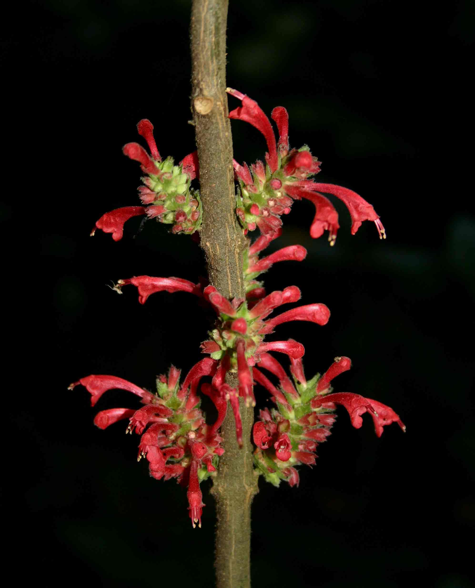Achyrospermum carvalhoi var. carvalhoi