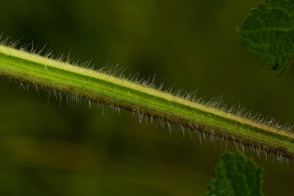 Salvia nilotica