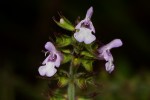 Salvia nilotica