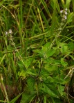 Salvia nilotica