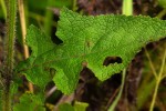 Salvia nilotica