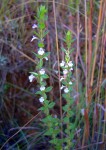 Micromeria imbricata var. imbricata