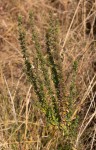 Micromeria imbricata var. imbricata