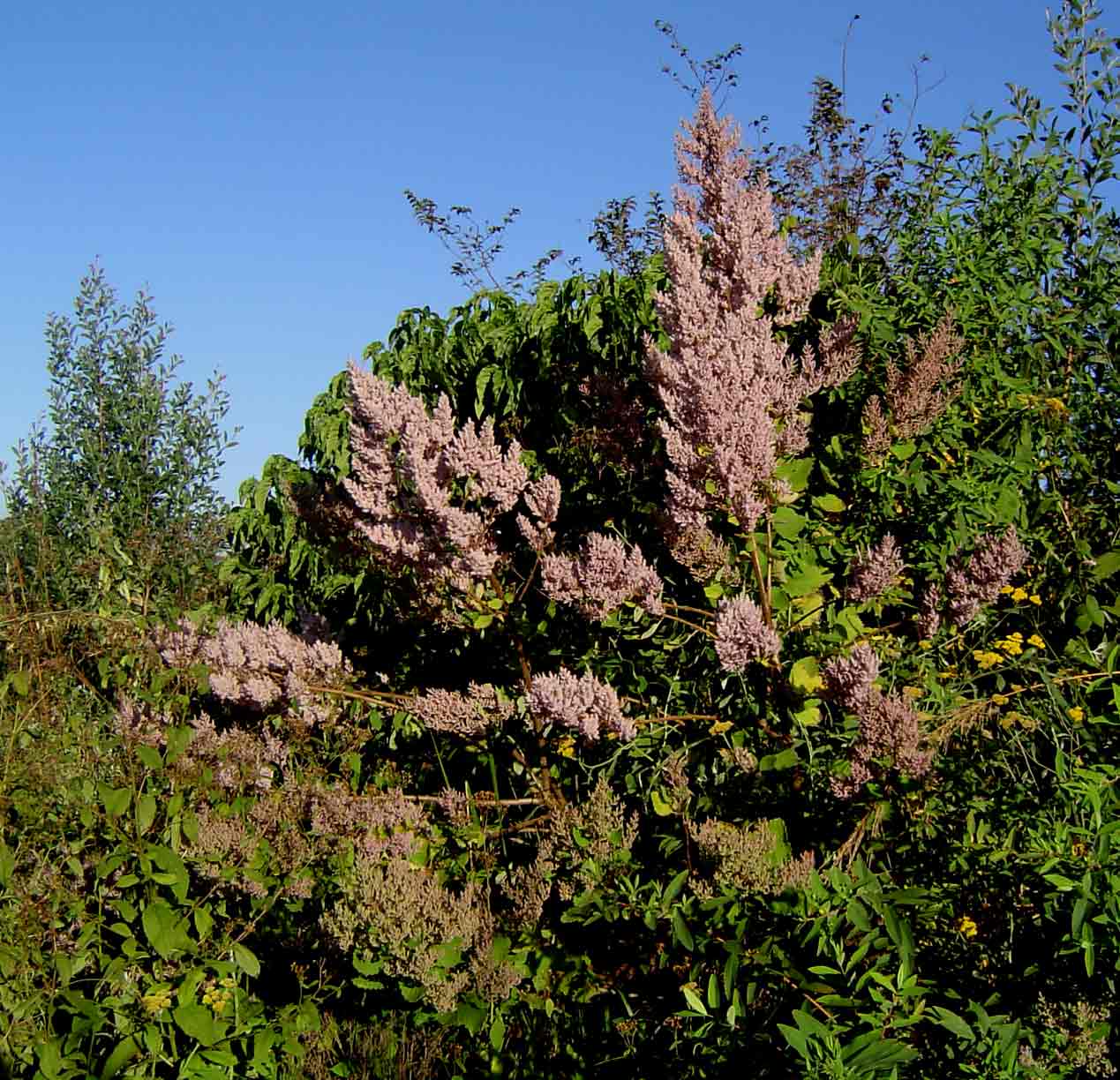 Tetradenia riparia
