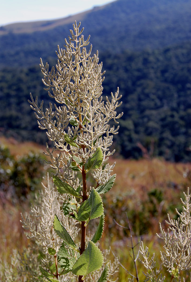 Tetradenia riparia